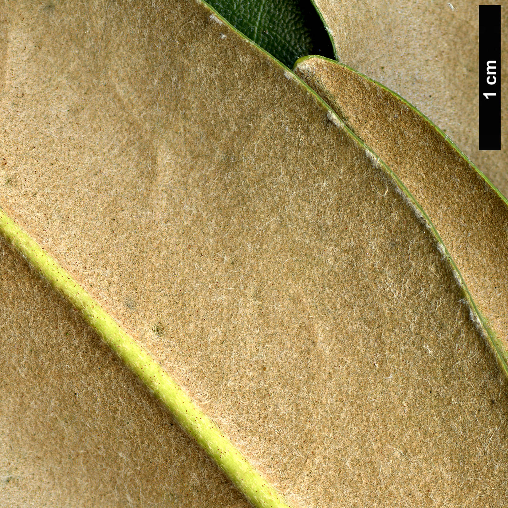 High resolution image: Family: Ericaceae - Genus: Rhododendron - Taxon: degronianum - SpeciesSub: subsp. heptamerum var. kyomaruense High resolution image: Family: Ericaceae - Genus: Rhododendron - Taxon: degronianum - SpeciesSub: subsp. heptamerum var. kyomaruense
